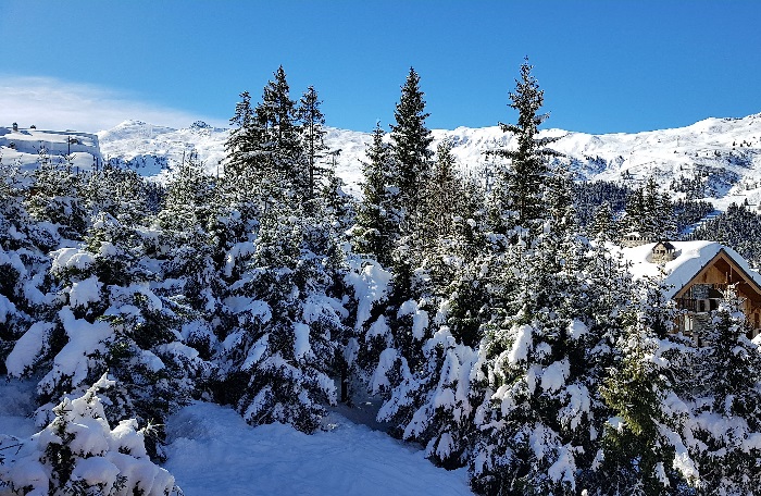 Fir trees in the snow Courchevel