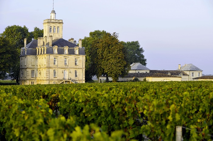 Typicals grapevines of Bordeaux