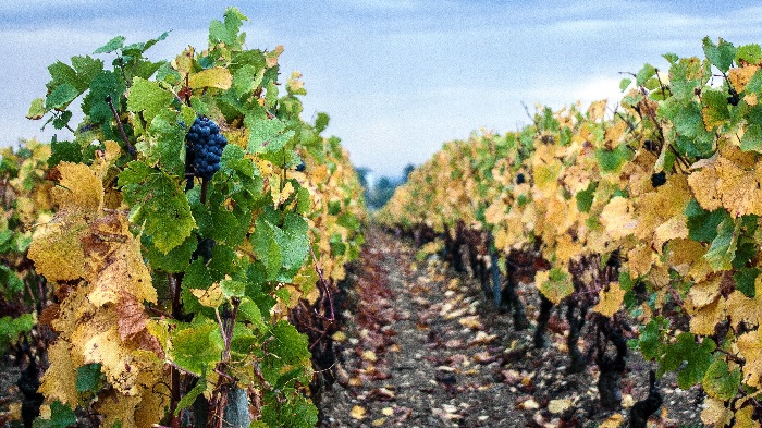Grapevines in Loire