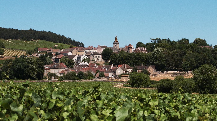 Typical grapevines and small city